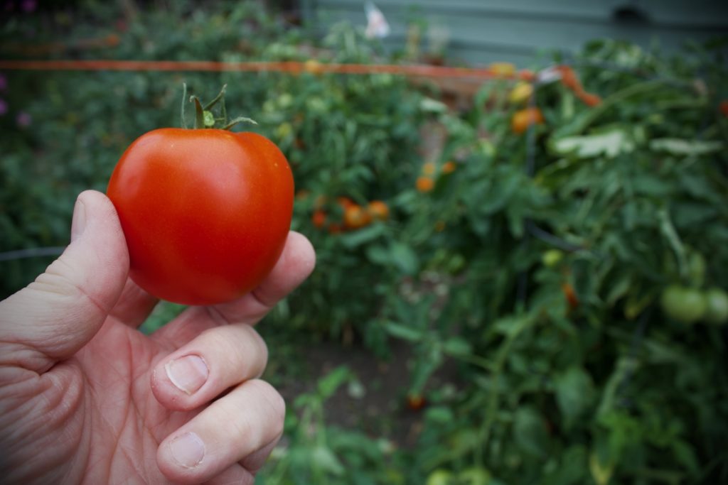 A ripe tomato held in front of a background of loaded tomato plants in the garden.