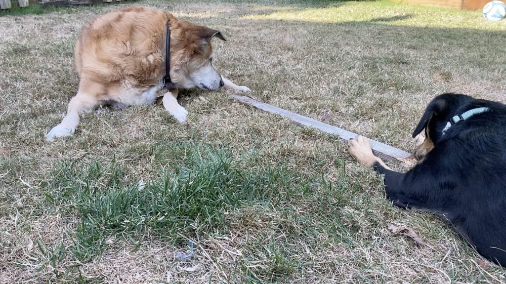 Two dongs playing on the grass with a garden stake.
